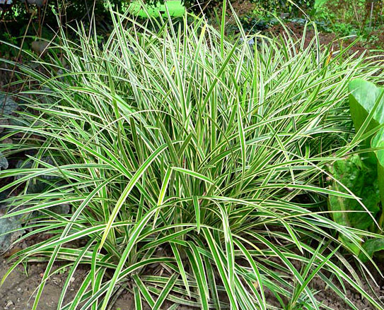 Carex evergold